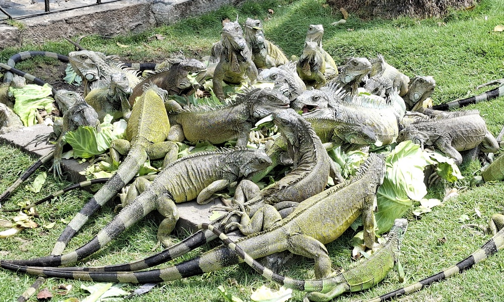 2026-03-28 Guayaquil 20260328_105608_ji.jpg